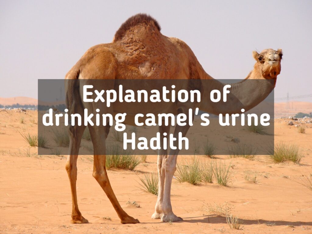 drinking camel urine Hadith